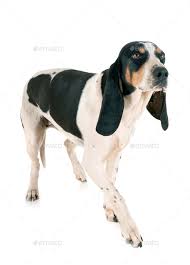 �����Ƒ��Ɍ}����O��